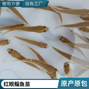 海水梭鱼苗 病还少 成活*** 生长速度快 空运全国