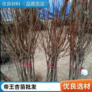基地现挖杏树苗 丰产帝王杏 巨王杏 巨蜜王 四季种植 软糯香甜 易打理