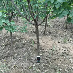 �ϸߴ���ݮ�硢֥����ݮ��������š��ϸߴ���ݮ��