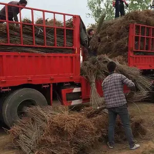 高速紫穗槐基地价格合理