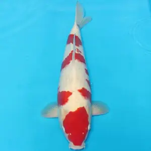 海宁锦鲤 活体观赏鱼 锦鲤鱼 渔场直销