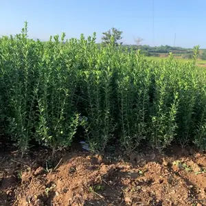 高成活率大冠幅大叶黄杨