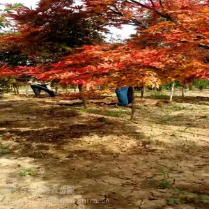 ����̻���ľ���� ��������ԣʢ���� ԰��ͥԺ��Ҷ���ͷ�����