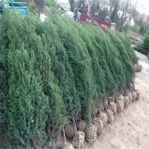 ���������� Ĺ����1��2��3�׸���������