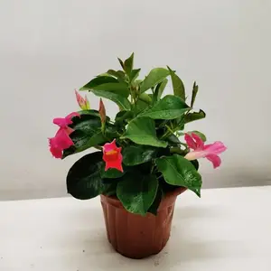 Ʈ�������Դ������Ի��ܻ������������ٱ�ֲ��
