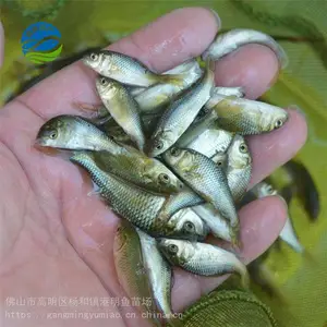 ����ˮ����ֳ���� �������� �������ˮ���� �ʻ����