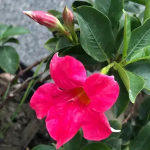 Ʈ�������Դ������Ի��ܻ������������ٱ�ֲ��