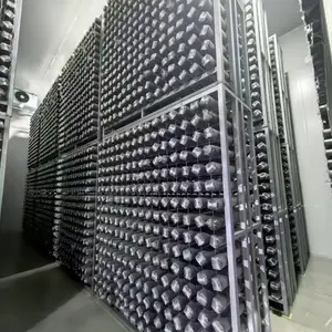 ���ʹ������㹽���������� ��п������������ɫ�ߴ�ɶ���