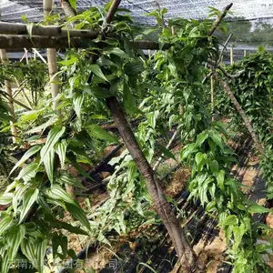 广西百部苗 现货 云南百部种苗供应 基地直供百部种子 百部种植 品质***