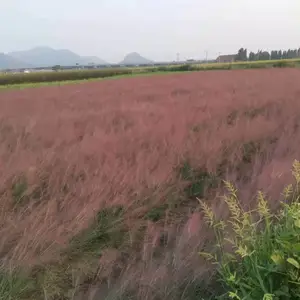 佳颖园艺 网红草 粉黛乱子草 粉黛乱子草价格