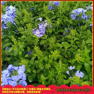 ԰�־����̻��ݻ� ����ϲ��ʪ ������ѩ�� �˶�����