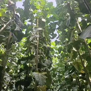 1�׸���5�׸�³��9��������,ɽ���ൺ����һ����107���������,��������ر���