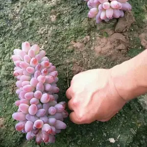 �����������缪��������ľ�������׳ɻ�޽�������