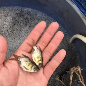 ������������� �Ʒᵭˮ��ֳ���Ǵ�ͷ���� ��ͷ����������