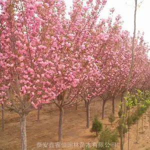 日本晚樱花 品种关山樱花树 樱花树苗哪里有