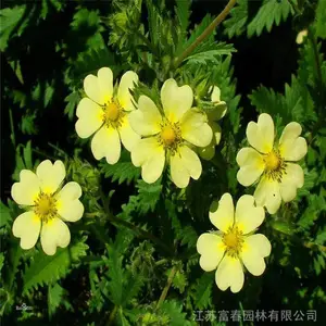 铔囧惈濮旈櫟鑿滈噹鐢熻泧鍚崏涓嵂鏉愭柊椴滀簲鐨鑻楃传鑳岄緳鐗欎簲鍖归