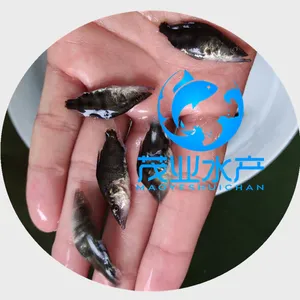 柳州鳜鱼苗茂业水产桂花鱼苗批发桂花鱼苗鱼塘投放密度广西桂花鱼苗多少钱一斤