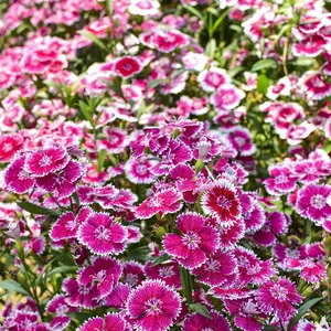 美国五彩石竹花种子常夏四季播种开花庭院花籽孑须苞石竹花种籽子