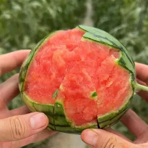 早春红玉西瓜代办 西瓜产地货源 2-6斤规格精品包装