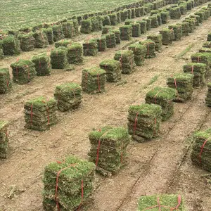 优质大叶油草兰引三号 工程庭院草坪现货批发