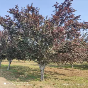 25������Ҷ�� ˧��������� ��Ҷ�����糧������ 2020�´�����