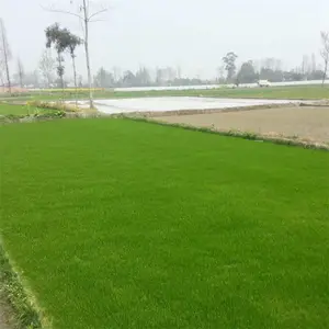 长期出售结缕草草坪草皮 运动场高尔夫球场河道护坡绿化草坪