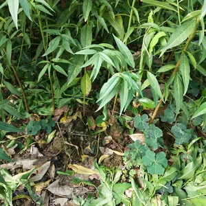 毛桃实生苗 桃树砧木苗 地径0.5公分