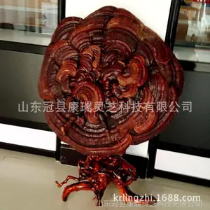 灵芝 大灵芝 泰山赤灵芝 观赏灵芝盆景 灵芝摆件 山东灵芝批发 赤灵芝