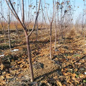苹果苗***格 苹果苗种植 价格优惠