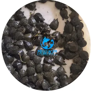衡阳甲鱼苗/湖南衡阳甲鱼苗价格/海南海口中华鳖鱼苗2-8公分
