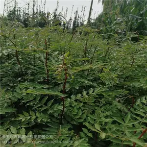 ������ �������� ̩�������籨�� ����ũҵ