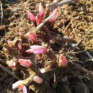 白芍丫头 白芍苗多少钱一颗