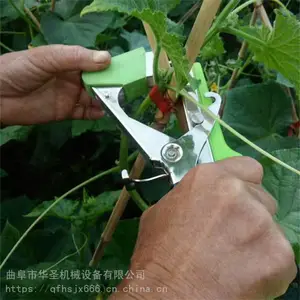 ��������Ҽ�����֦�� �������� �ƹ϶��ǰ�����