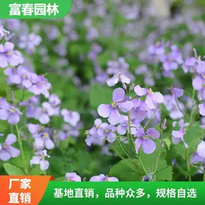 ��Ӧ�� ���� ���� ���� ������ֲ �̻������� ��̳�쾰