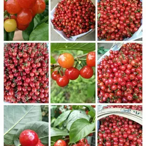 ��觺�ӣ��/�������ӣ����ֲ����/��觺�ӣ���繩Ӧ ��ӣ���� ��ɫ��ɫӣ����