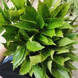 ����ɺ��С���Ҷ����ͥԺ�̻���ľ�����ͺ��ļ�����˽ǽ�������