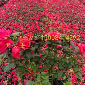 成都西洋鹃盆花基地,西洋鹃价格,西洋鹃苗圃基地,冠幅25公分的西洋鹃