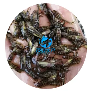 贺州黄骨鱼苗价格/广西贺州黄颡鱼苗批发/黄辣丁鱼苗供应