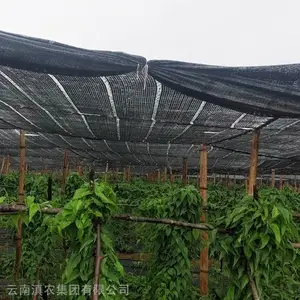 四川百部苗 现货 云南百部种苗供应 基地直供百部种子 百部种植 品质***