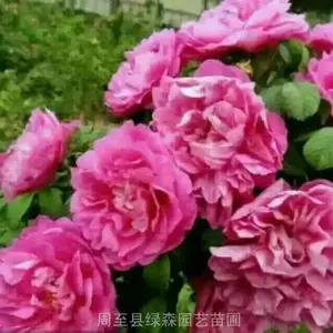 杨凌牡丹批发 红花重瓣观赏牡丹 正品*** 周至绿森园艺苗圃