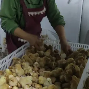 ��Ӧ���� ������ ���ϻ� �߲��̿Ǽ� ��ڼ� ������