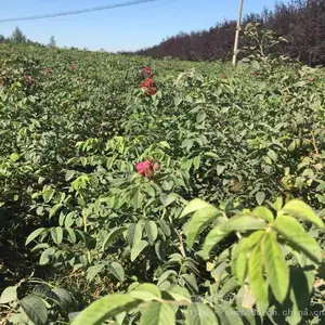 ������Ӧ �ļ�õ�廨 �༾��õʳ��õ�廨����С��