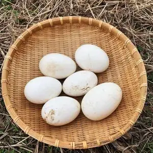 土鹅蛋生产商