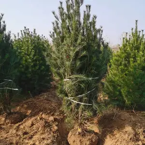 ��������2.5��4�װ�Ƥ�� �ӱ��ɻ�***�İ�Ƥ�� ���ݰ�Ƥ�ɲ��ر���
