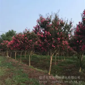 �ؾ�5������ޱ���պ�۸����Ǯһ�÷羰����ޱС�����