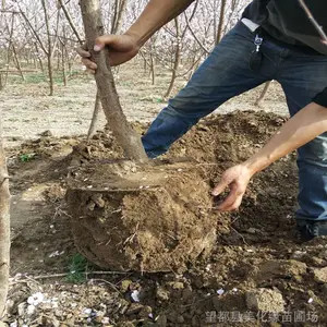 保定望都县当地苗圃供应 长势好的 美植袋丰后梅 美植袋淡丰后梅(地径6-9公分)