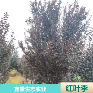 �����˾���̬�Ǽܺ�Ҷ�� ԰���̻��ͷ�֦��Ҷ��������