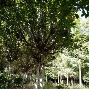 �������� ӣ����ֲ����***�� �ձ���ӣ 10�����ձ���ӣ380Ԫ��