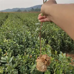 2�����Ͳ�С�� ������ֲ�����Ͳ� �Ͳ�С��
