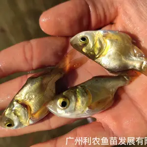 ���Ǵ�ͷ�������� �ɹǻ������� 3-4������ͷ�� ������ֳ��ֵ��